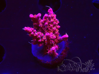WYSIWYG RAH Acropora Flamingo Fury 5N11