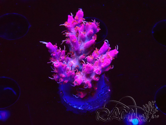 WYSIWYG RAH Acropora Flamingo Fury 5N12