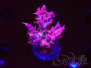 WYSIWYG RAH Acropora Flamingo Fury 5N12