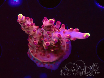 WYSIWYG JF Acropora Fox Flame 5O1