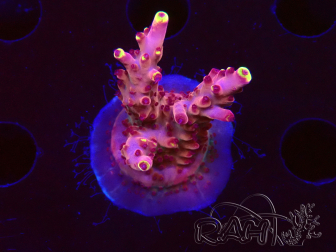 WYSIWYG JF Acropora Fox Flame 5O2