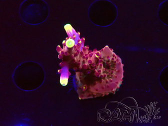 WYSIWYG JF Acropora Fox Flame 5O3
