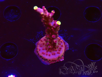 WYSIWYG JF Acropora Fox Flame 5O4