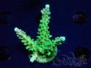 WYSIWYG RAH Acropora Joker 5H11