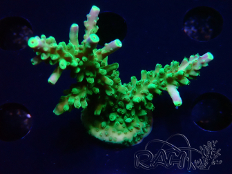 WYSIWYG RAH Acropora Joker 5H12