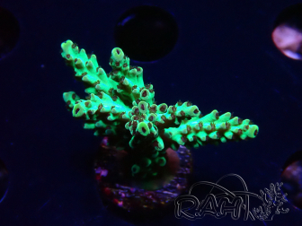 WYSIWYG - Acropora  5I7