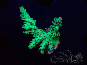 WYSIWYG - Acropora PC Rainbow 5I2