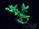 WYSIWYG - Acropora PC  5I9