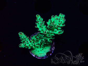 WYSIWYG - Acropora PC  5I11