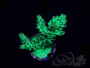 WYSIWYG - Acropora PC  5I11