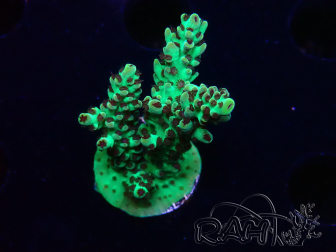 WYSIWYG - Acropora PC Rainbow 5I4