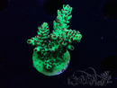 WYSIWYG - Acropora PC  5I10
