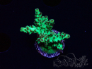 WYSIWYG - Acropora PC Rainbow 5I4