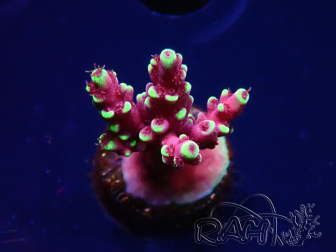 WYSIWYG RAH Acropora Helionis 5J3
