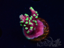 WYSIWYG RAH Acropora Helionis 5J6