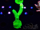 WYSIWYG Acropora yongei Geen Slimer 5J12