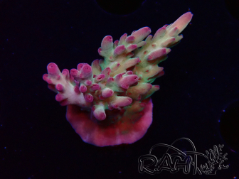 WYSIWYG RAH Acropora  5K1