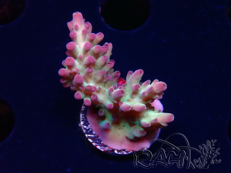 WYSIWYG RAH Acropora Rainbow Mango 5K3