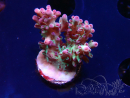 WYSIWYG RAH Acropora 5K4