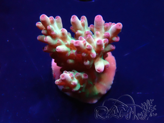 WYSIWYG RAH Acropora 5K5