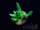 WYSIWYG RAH Acropora millepora Hairy Fairy 5K7