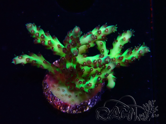 WYSIWYG RAH Acropora millepora Hairy Fairy 5K8