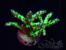 WYSIWYG RAH Acropora millepora Hairy Fairy 5K8