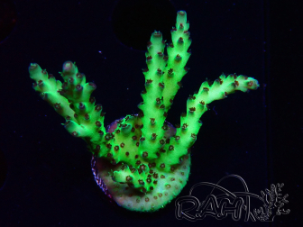 WYSIWYG RAH Acropora millepora Hairy Fairy 5K9