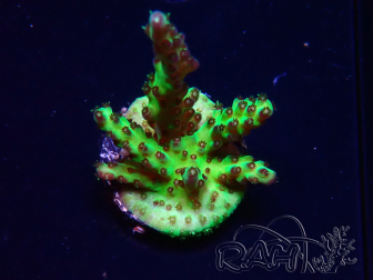 WYSIWYG RAH Acropora millepora Hairy Fairy 5K10