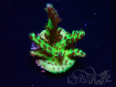 WYSIWYG RAH Acropora millepora Hairy Fairy 5K10