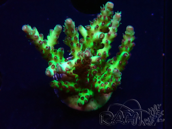 WYSIWYG RAH Acropora millepora Hairy Fairy 5K11