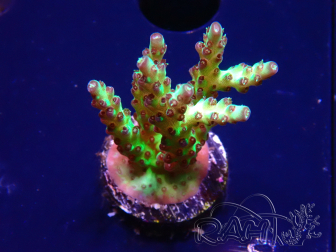 WYSIWYG RAH Acropora millepora Hairy Fairy 5K12