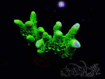 WYSIWYG - CB Incredible Hulk Montipora 5L11