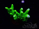 WYSIWYG - CB Incredible Hulk Montipora 5L11