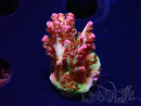WYSIWYG RAH Acropora hyacinthus 5M2