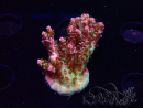 WYSIWYG RAH Acropora hyacinthus Ice 5M3