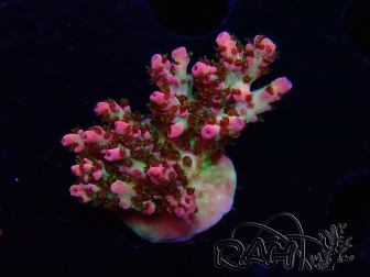 WYSIWYG RAH Acropora Hyacinthus 5M4