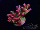 WYSIWYG RAH Acropora Hyacinthus 5M4