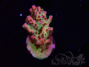 WYSIWYG RAH Acropora hyacinthus 5M5