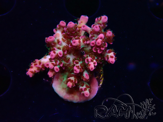 WYSIWYG RAH Acropora hyacinthus Ice 5M6