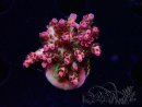 WYSIWYG RAH Acropora hyacinthus Ice 5M6