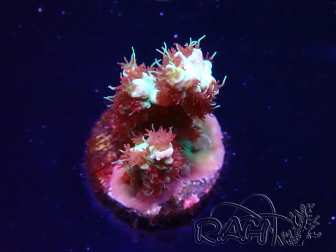 WYSIWYG RAH Acropora Basilisk 5M7
