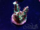 WYSIWYG RAH Acropora Basilisk 5M8