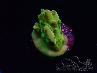 WYSIWYG RAH Acropora Gold Finger 5N3