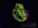 WYSIWYG RAH Acropora Gold Finger 5N3