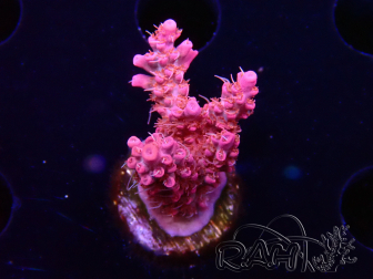 WYSIWYG RAH Acropora Flamingo Fury 5N7