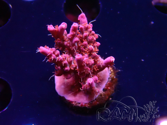 WYSIWYG RAH Acropora Flamingo Fury 5N11