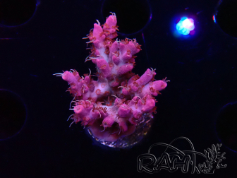 WYSIWYG RAH Acropora Flamingo Fury 5N12