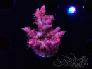 WYSIWYG RAH Acropora Flamingo Fury 5N12