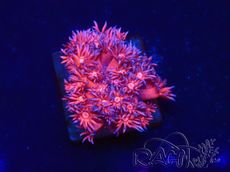 WYSIWYG Goniopora 9J4